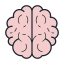 brain